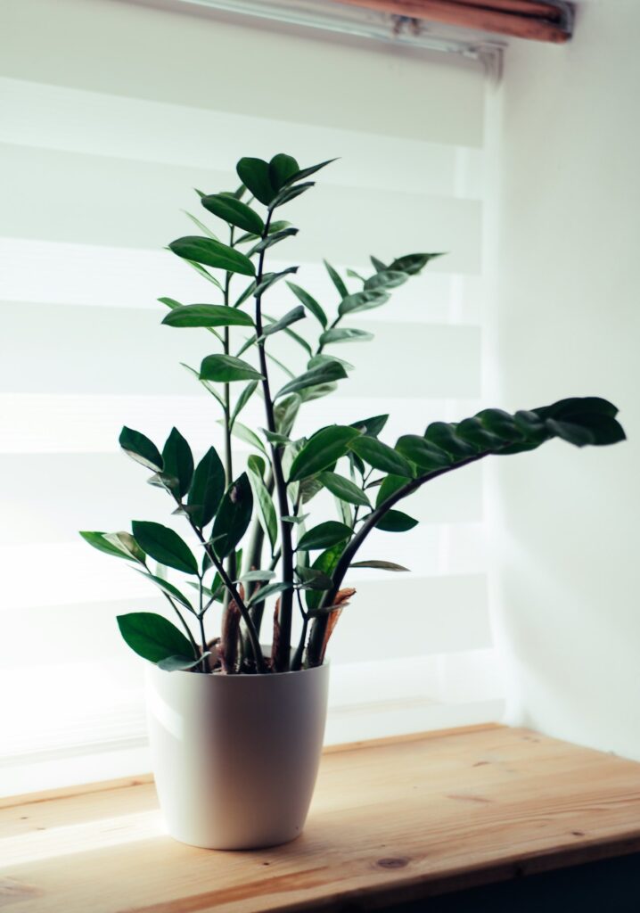 ZZ Plant Zamioculcas