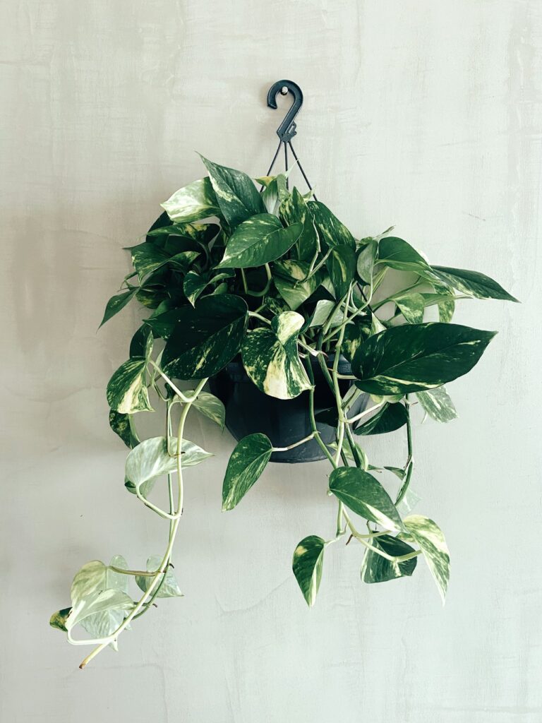 Golden Pothos